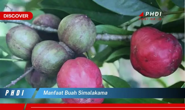 manfaat buah simalakama