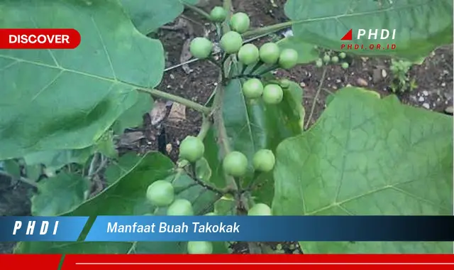 manfaat buah takokak