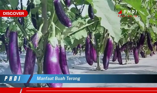 manfaat buah terong