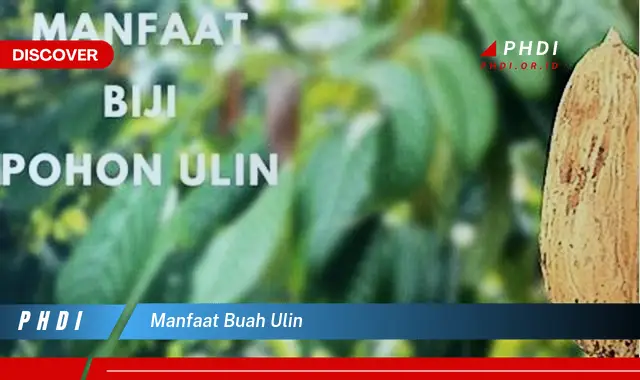 manfaat buah ulin