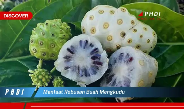 manfaat rebusan buah mengkudu