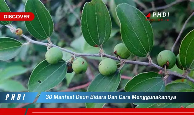 30 manfaat daun bidara dan cara menggunakannya