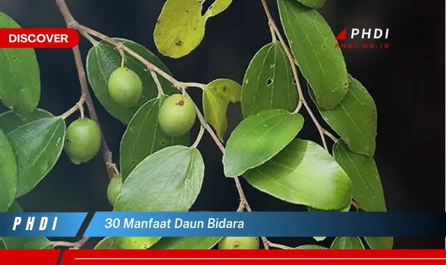 30 manfaat daun bidara