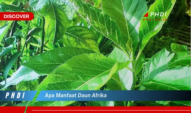 apa manfaat daun afrika