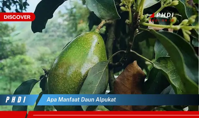 apa manfaat daun alpukat