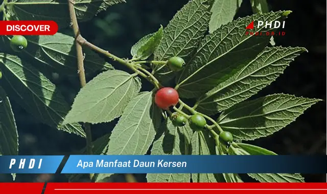 apa manfaat daun kersen