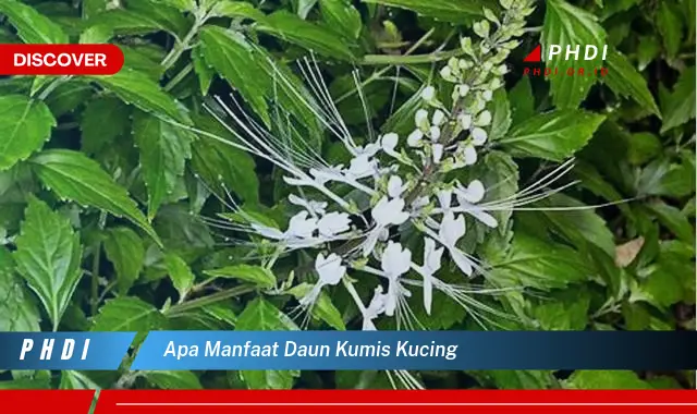 apa manfaat daun kumis kucing