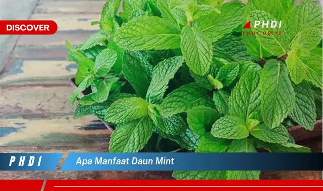 apa manfaat daun mint