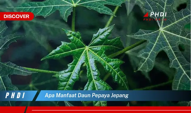 apa manfaat daun pepaya jepang