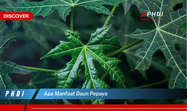 apa manfaat daun pepaya