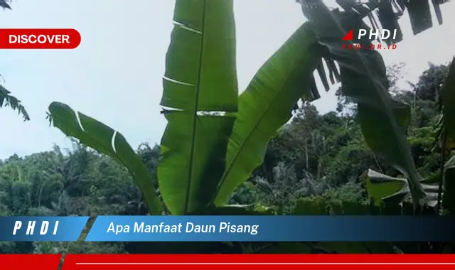 apa manfaat daun pisang