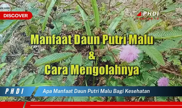 apa manfaat daun putri malu bagi kesehatan