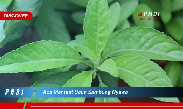 apa manfaat daun sambung nyawa