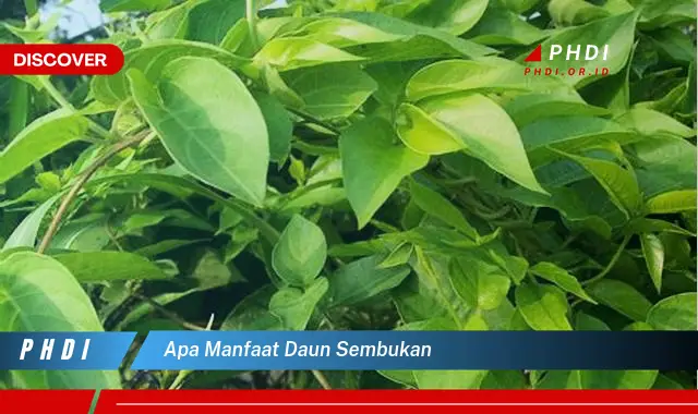 apa manfaat daun sembukan