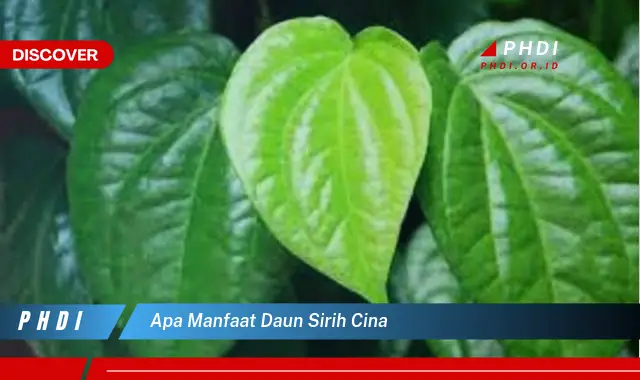 apa manfaat daun sirih cina