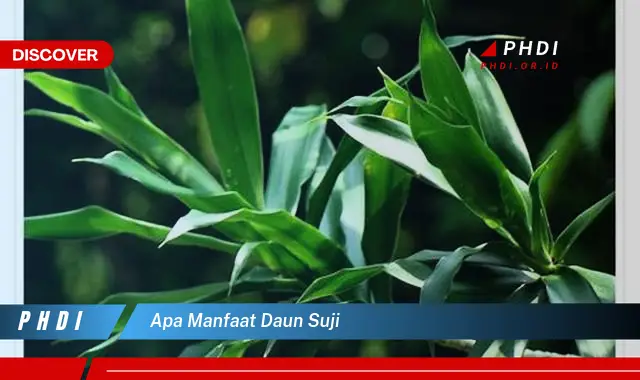 apa manfaat daun suji