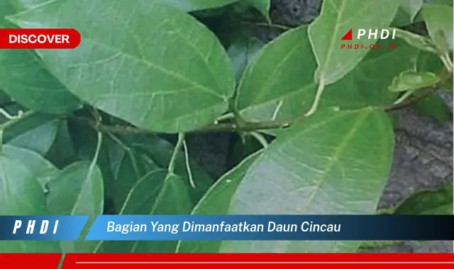 bagian yang dimanfaatkan daun cincau