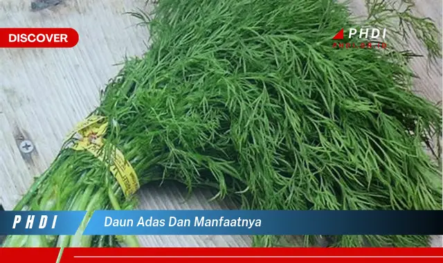 daun adas dan manfaatnya