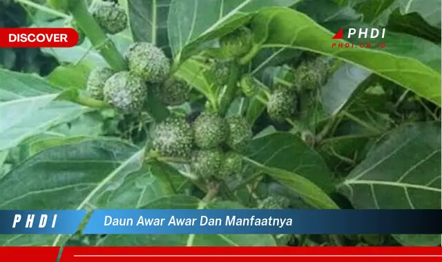 daun awar awar dan manfaatnya