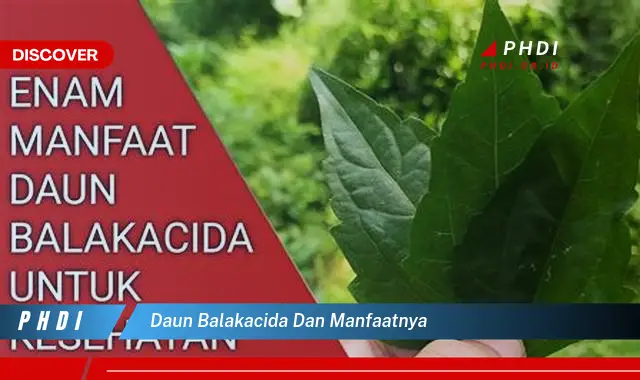 daun balakacida dan manfaatnya