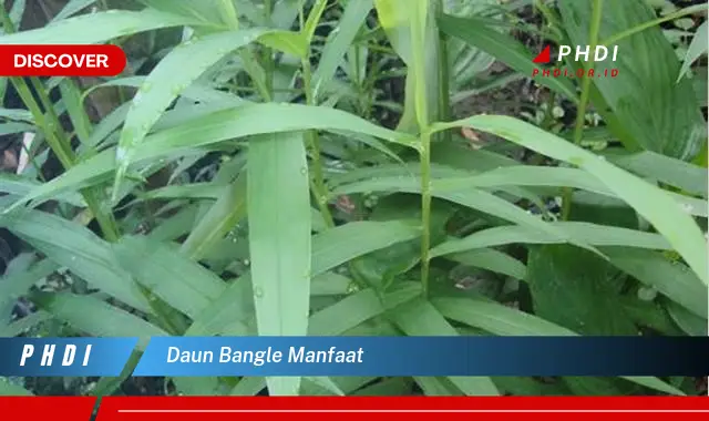 daun bangle manfaat