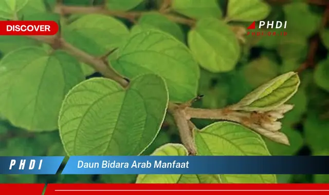 daun bidara arab manfaat