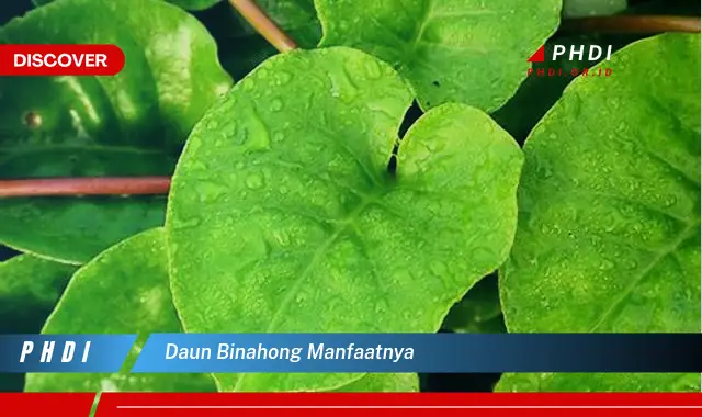 daun binahong manfaatnya