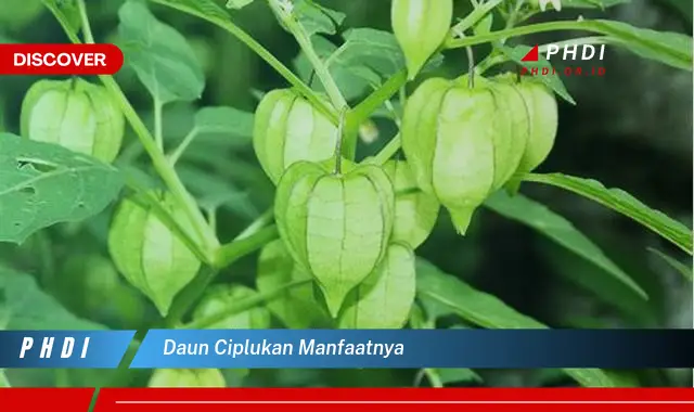 daun ciplukan manfaatnya