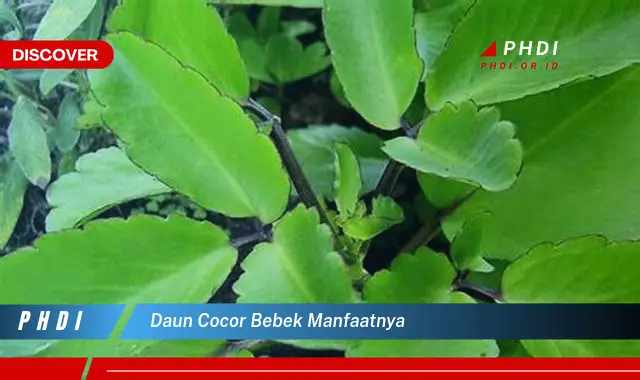 daun cocor bebek manfaatnya