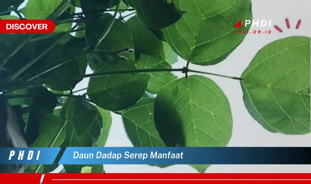 daun dadap serep manfaat