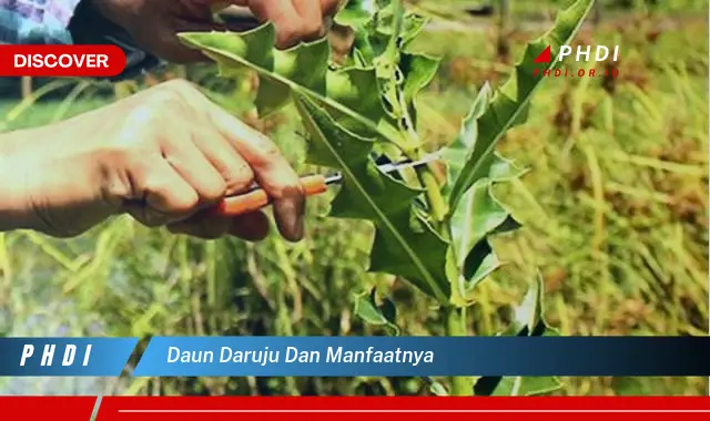 daun daruju dan manfaatnya