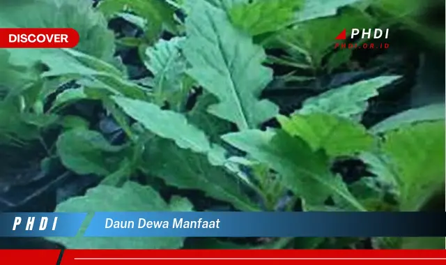 daun dewa manfaat