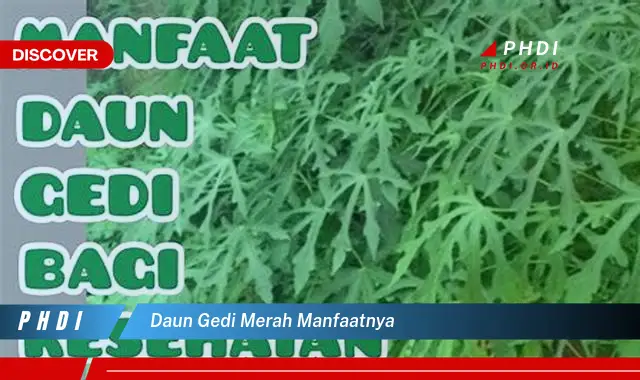 daun gedi merah manfaatnya