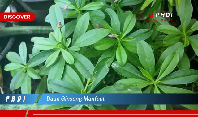 daun ginseng manfaat