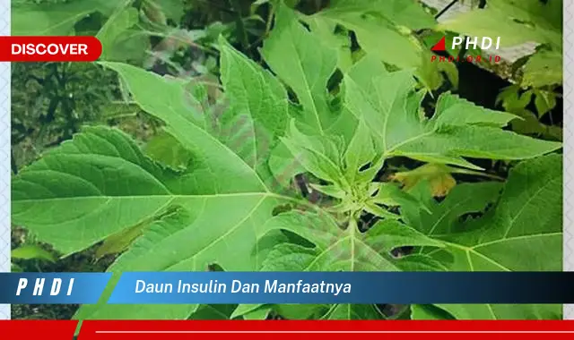 daun insulin dan manfaatnya