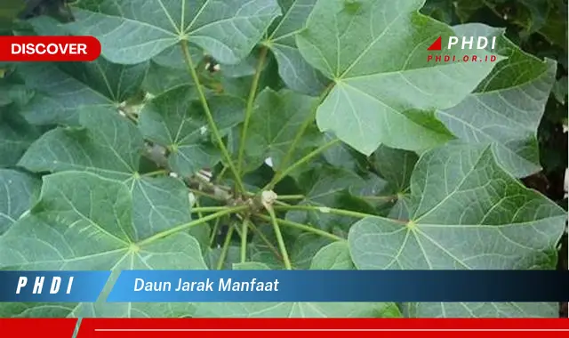 daun jarak manfaat