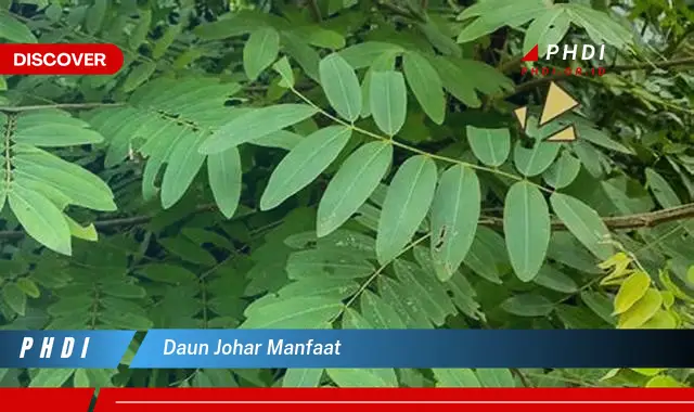 daun johar manfaat