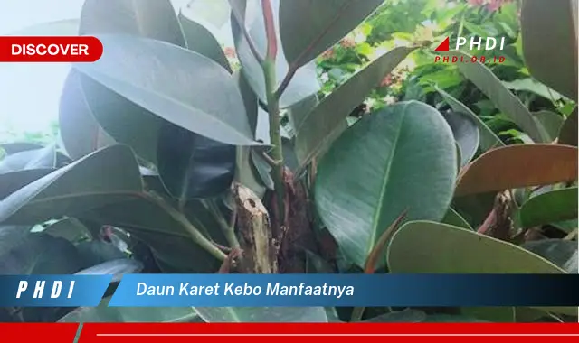 daun karet kebo manfaatnya