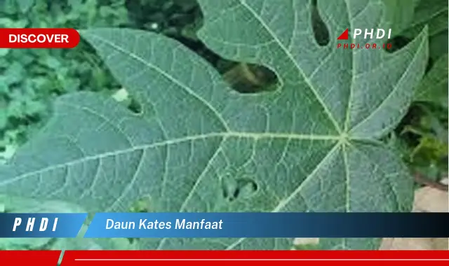 daun kates manfaat