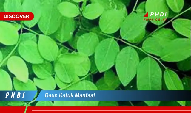 daun katuk manfaat