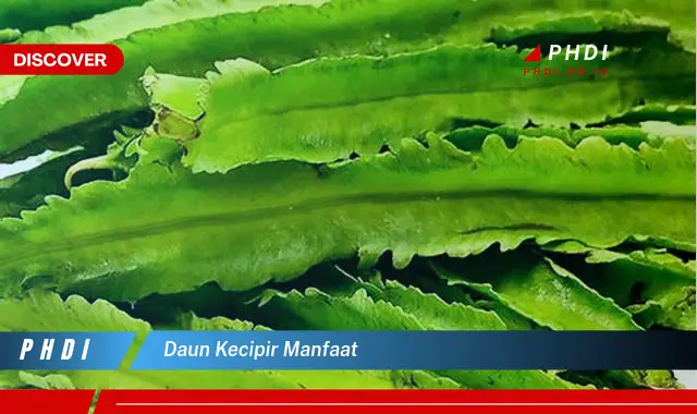 daun kecipir manfaat