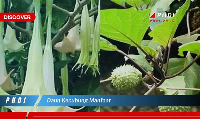 daun kecubung manfaat