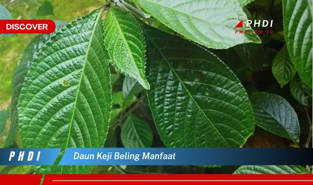 daun keji beling manfaat