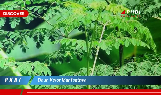 daun kelor manfaatnya