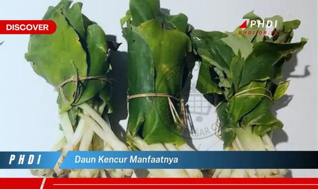 daun kencur manfaatnya