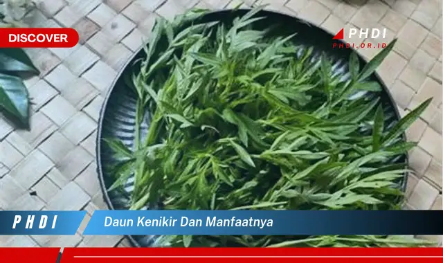 daun kenikir dan manfaatnya