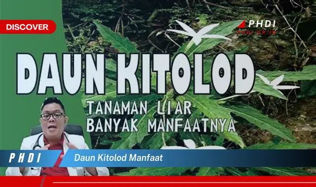 daun kitolod manfaat