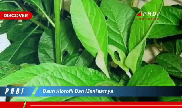 daun klorofil dan manfaatnya