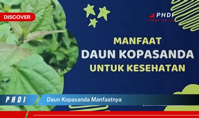 daun kopasanda manfaatnya