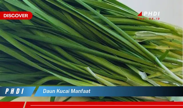 daun kucai manfaat